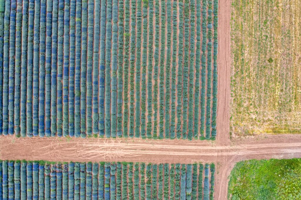 Agriculture drone shot