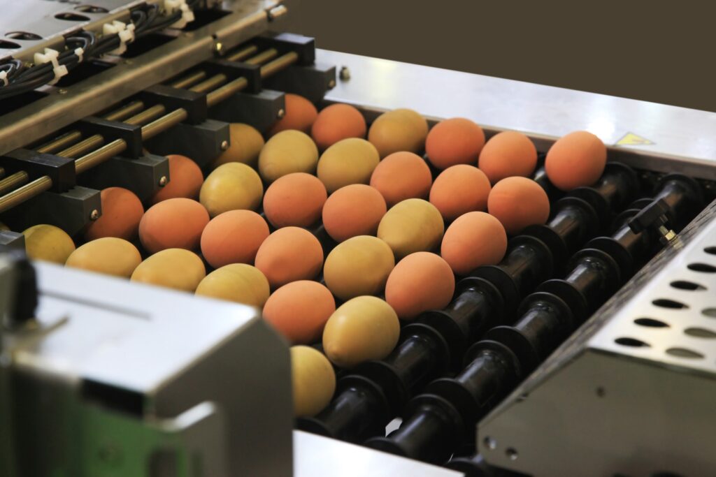 Machine for packing eggs